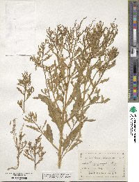 Dysphania atriplicifolia image