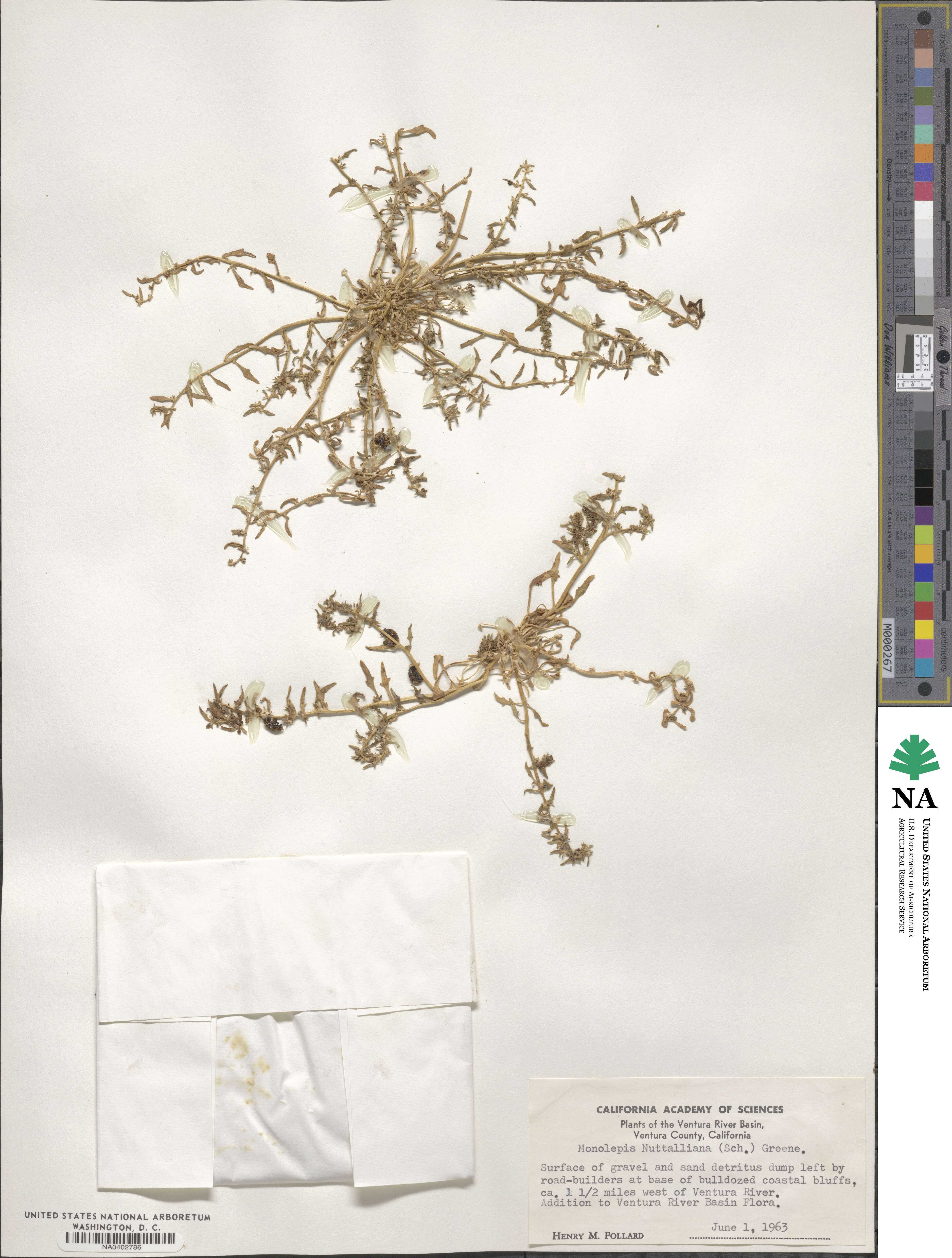 Blitum nuttallianum image