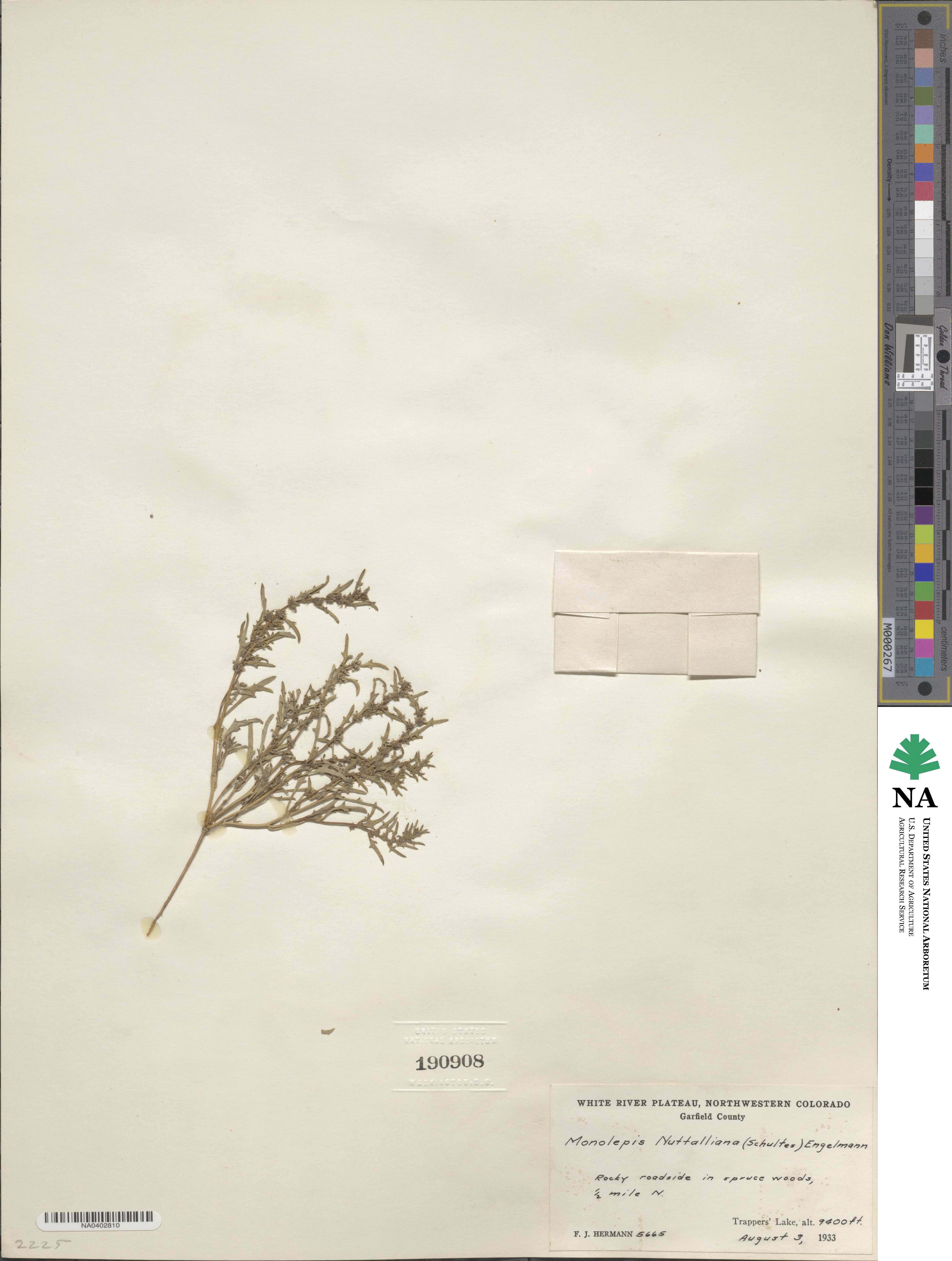 Blitum nuttallianum image