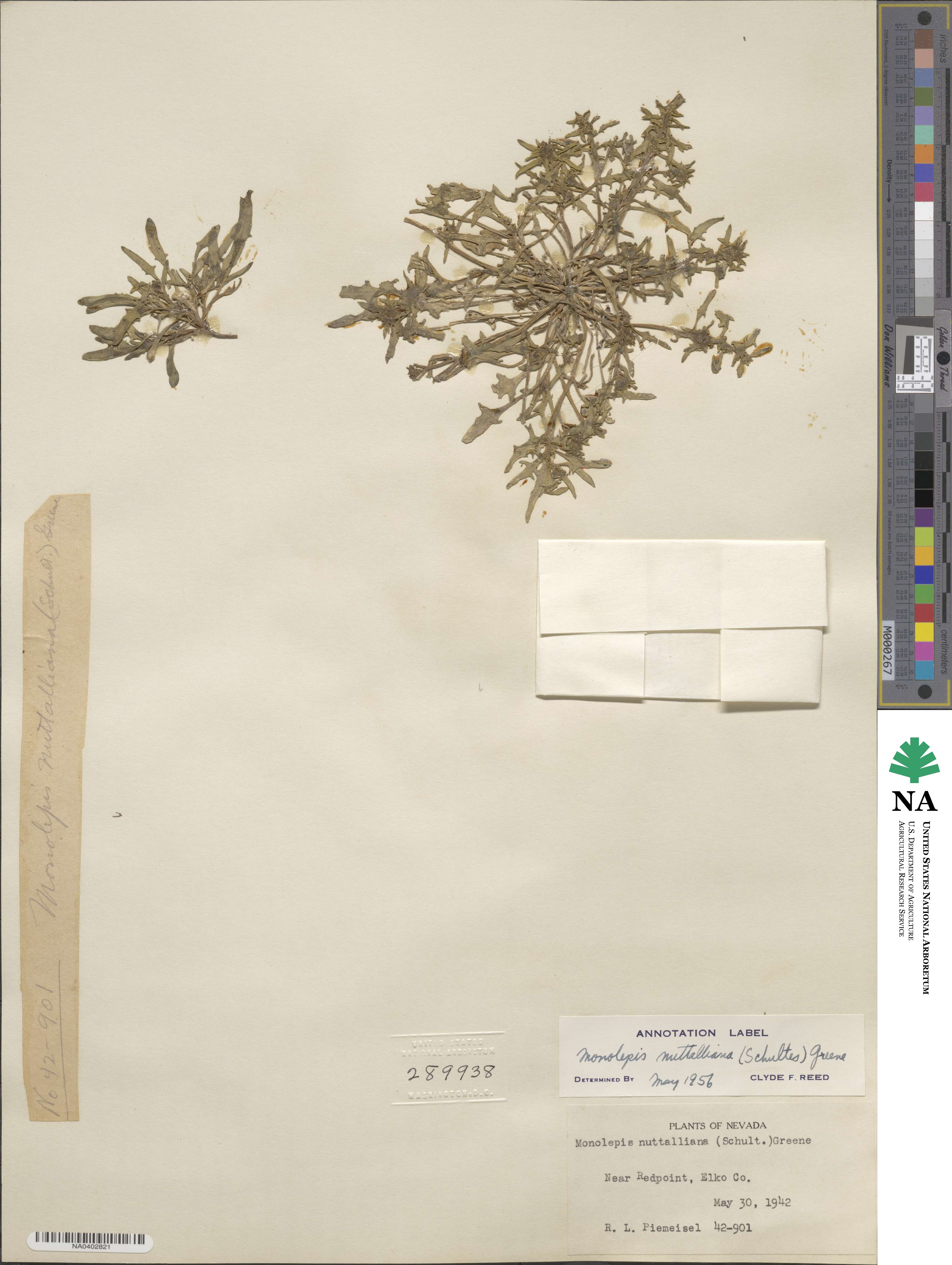 Blitum nuttallianum image