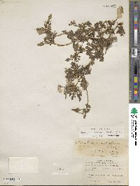 Blitum nuttallianum image