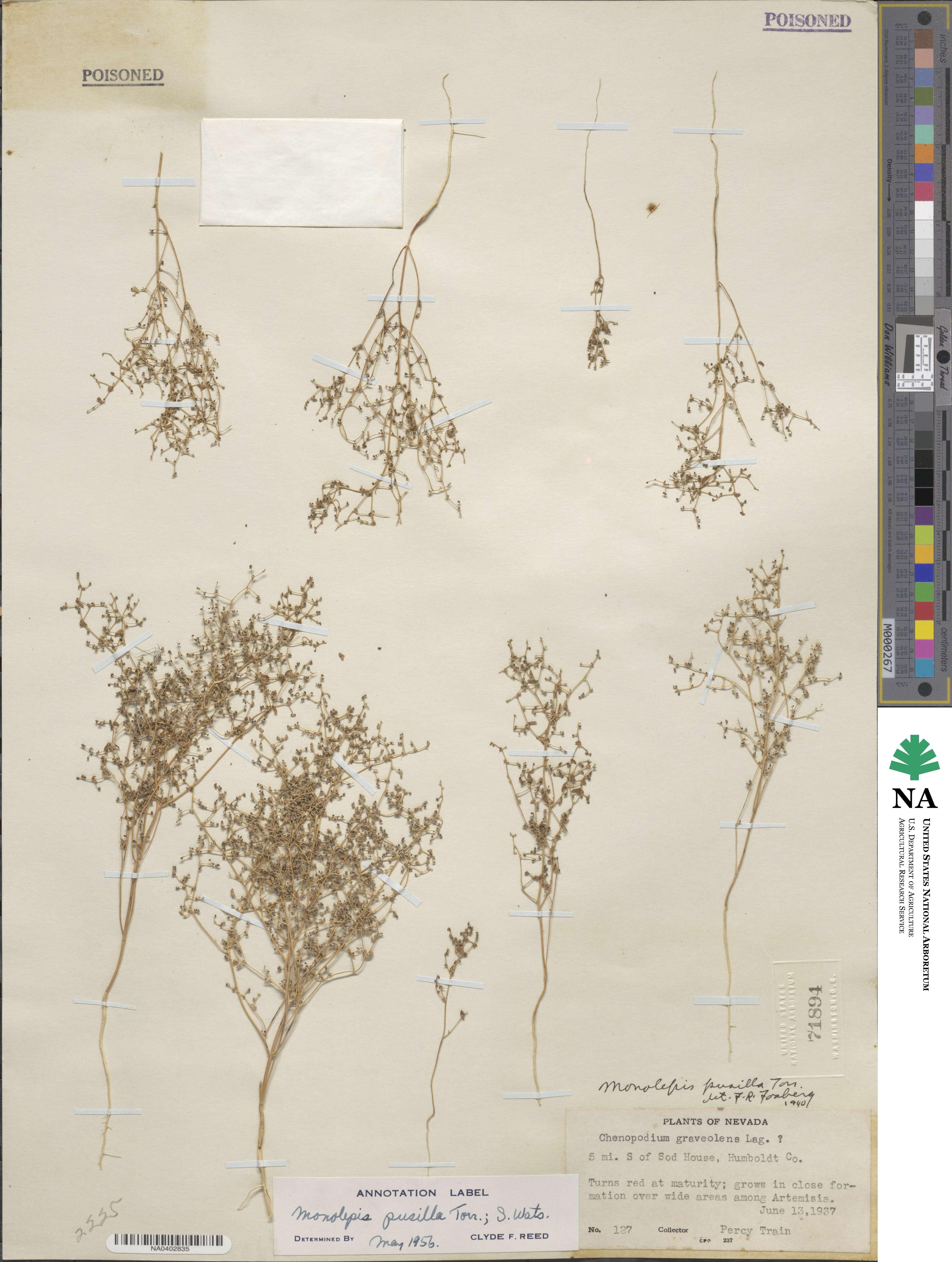 Micromonolepis pusilla image