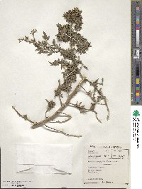 Exomis microphylla image