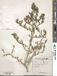 Exomis microphylla image