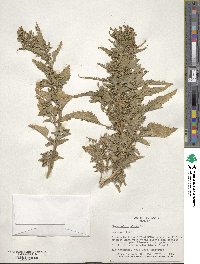 Chenopodium album image