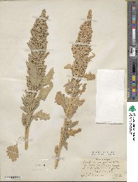 Chenopodium quinoa image