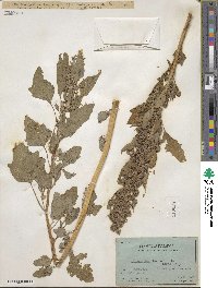 Chenopodium quinoa image