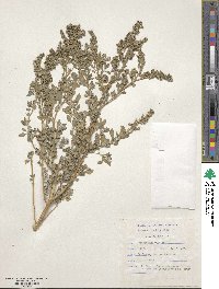 Image of Chenopodium vulvaria