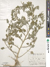 Chenopodium album image