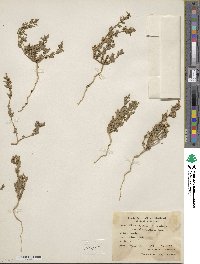 Chenopodiastrum murale image