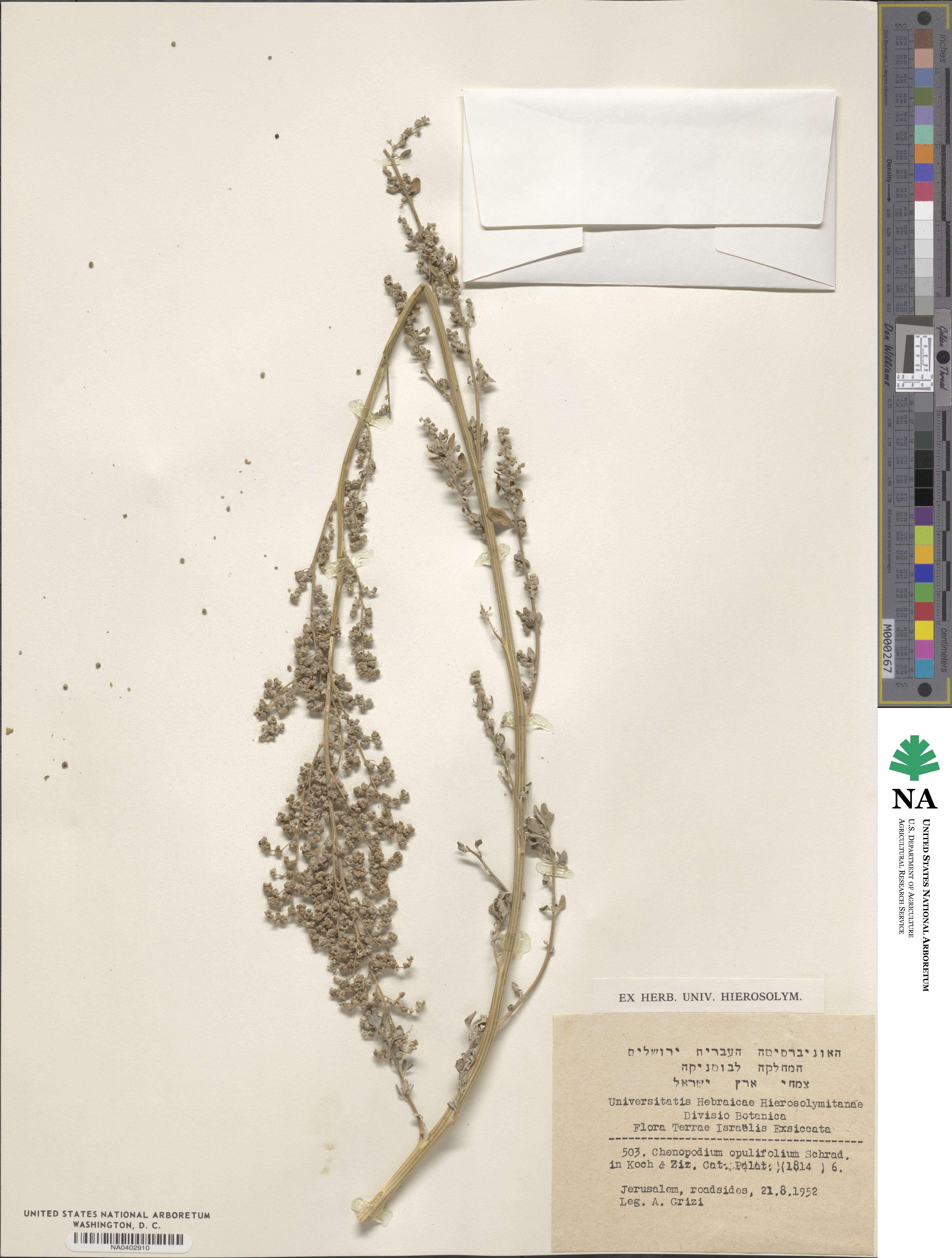 Chenopodium opulifolium image