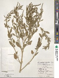 Image of Chenopodium virgatum