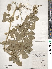 Chenopodium virgatum image