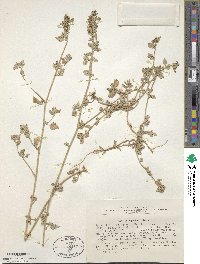 Chenopodium vulvaria image