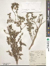 Chenopodium album image