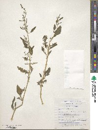 Chenopodium album image