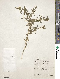 Chenopodium ambrosioides image