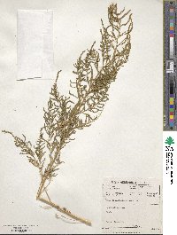 Chenopodium ambrosioides image