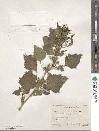 Chenopodiastrum murale image