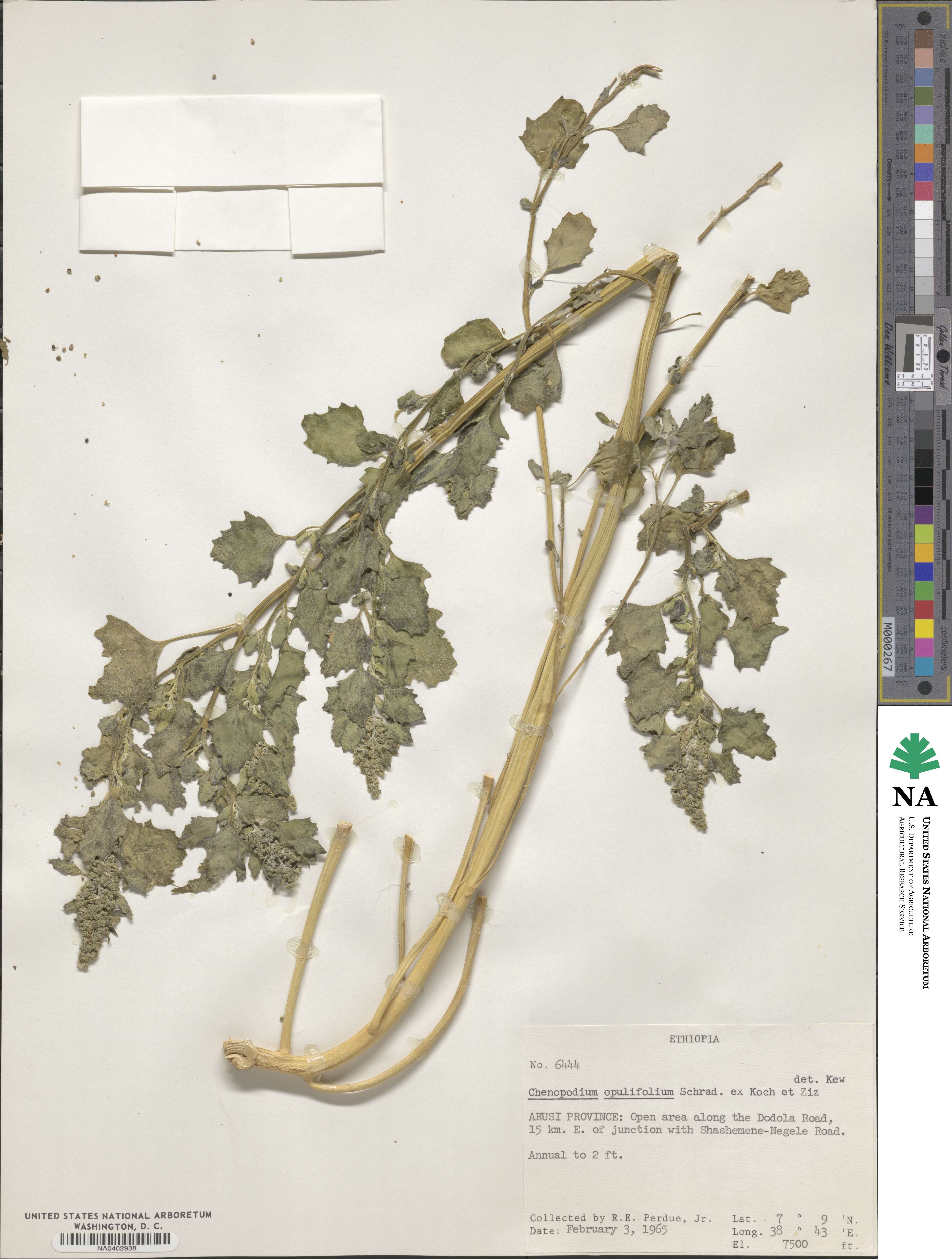 Chenopodium opulifolium image