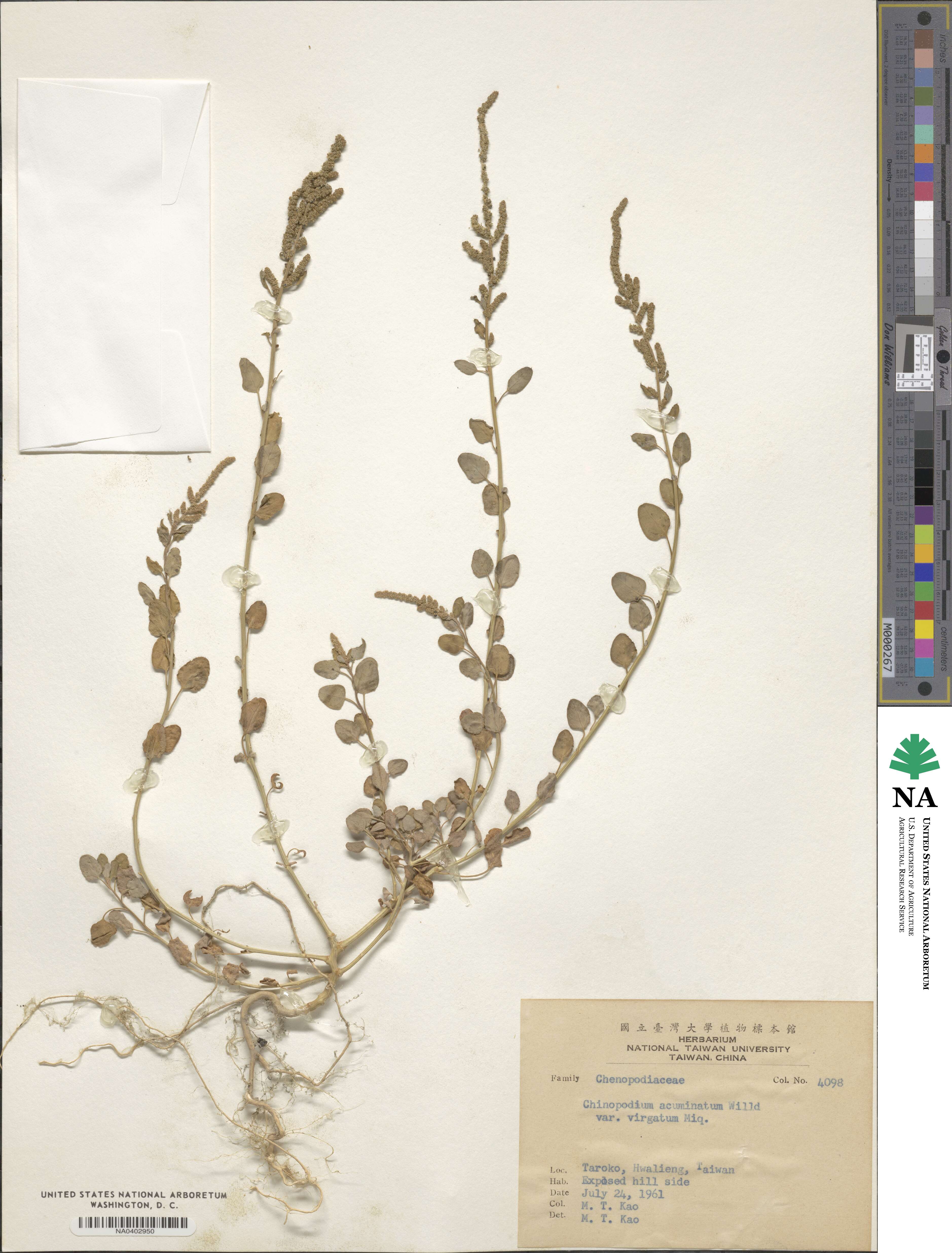 Chenopodium acuminatum image