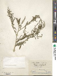 Chenopodium album image