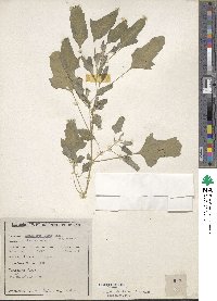 Chenopodium album image