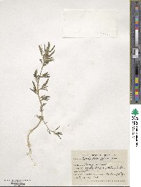 Chenopodium album image