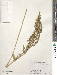 Chenopodium ambrosioides image