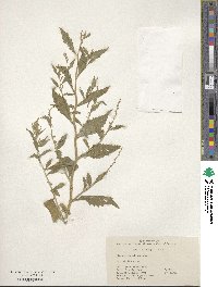 Chenopodium ambrosioides image