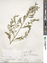 Chenopodium ambrosioides image