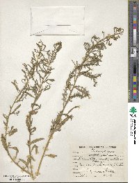 Chenopodium ambrosioides image