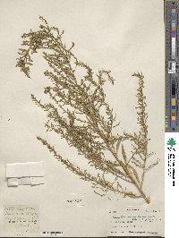 Chenopodium ambrosioides image