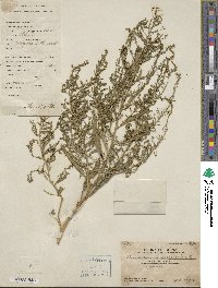 Chenopodium ambrosioides image