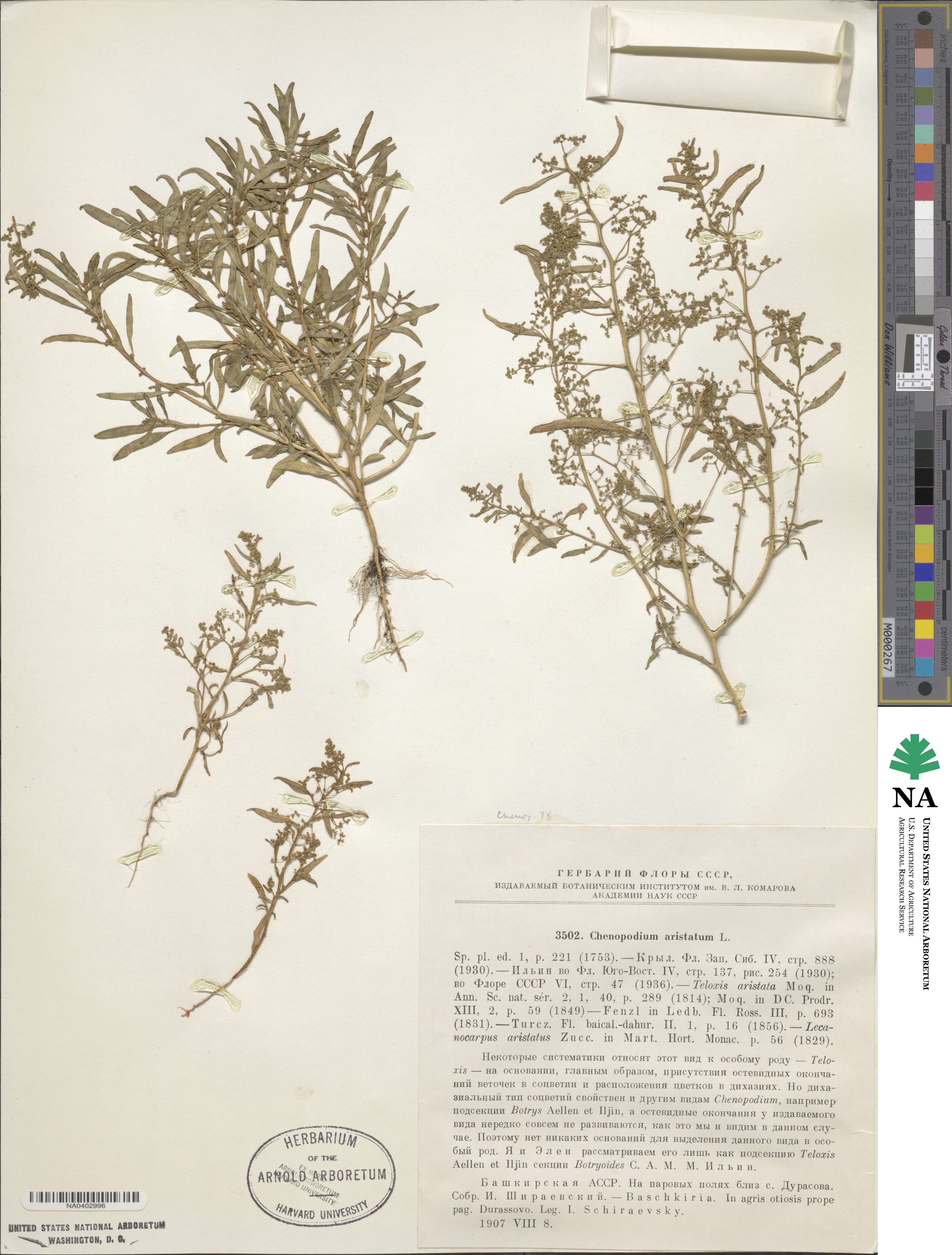 Teloxys image