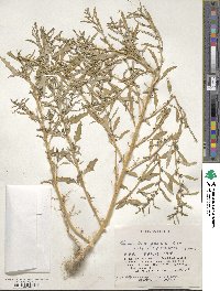 Oxybasis glauca image