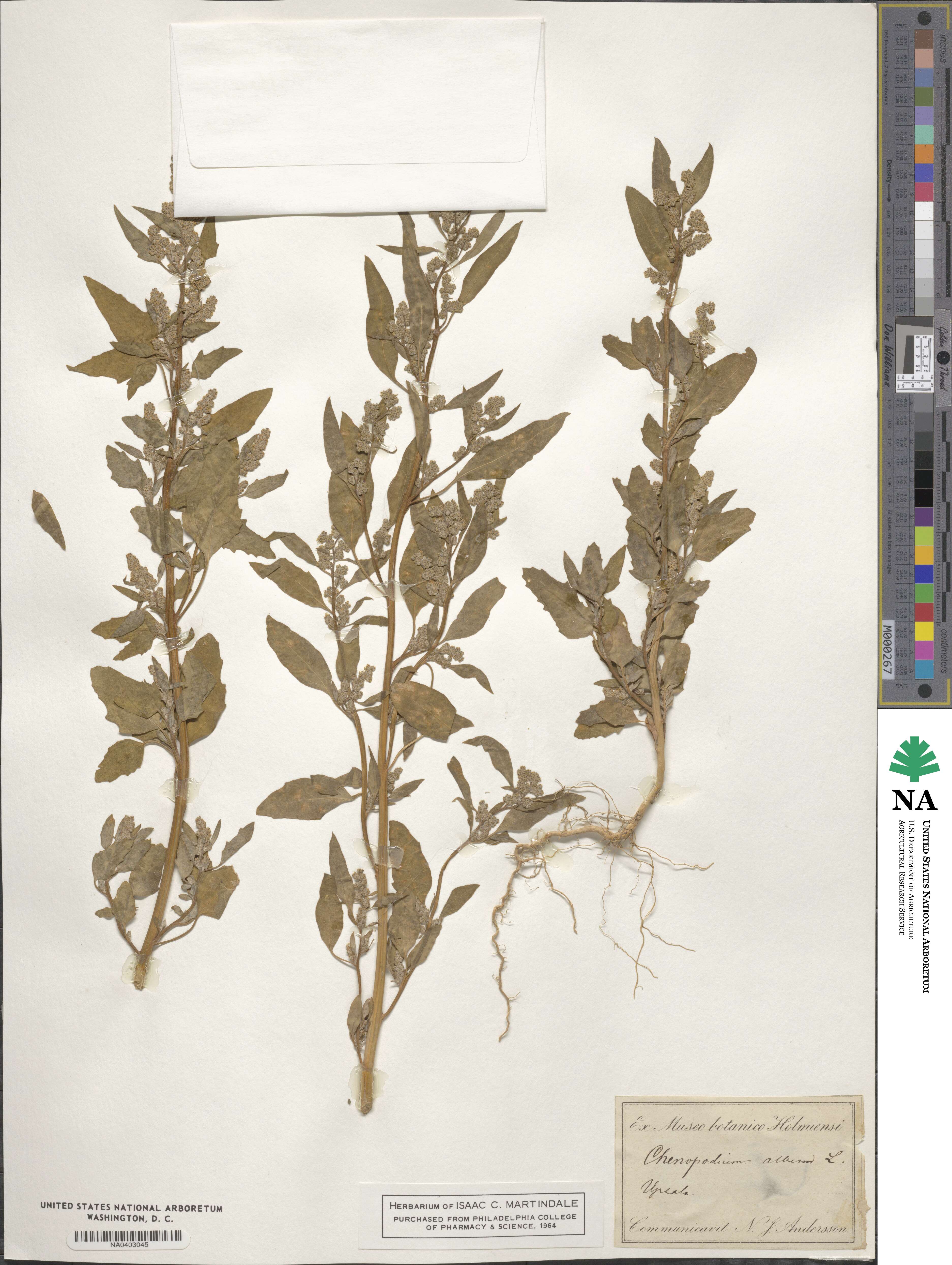 Chenopodium album image