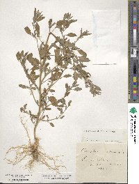 Chenopodium album image