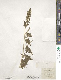 Chenopodiastrum hybridum image