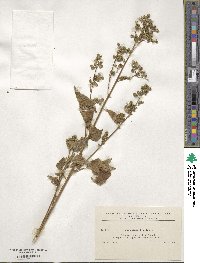 Chenopodiastrum hybridum image