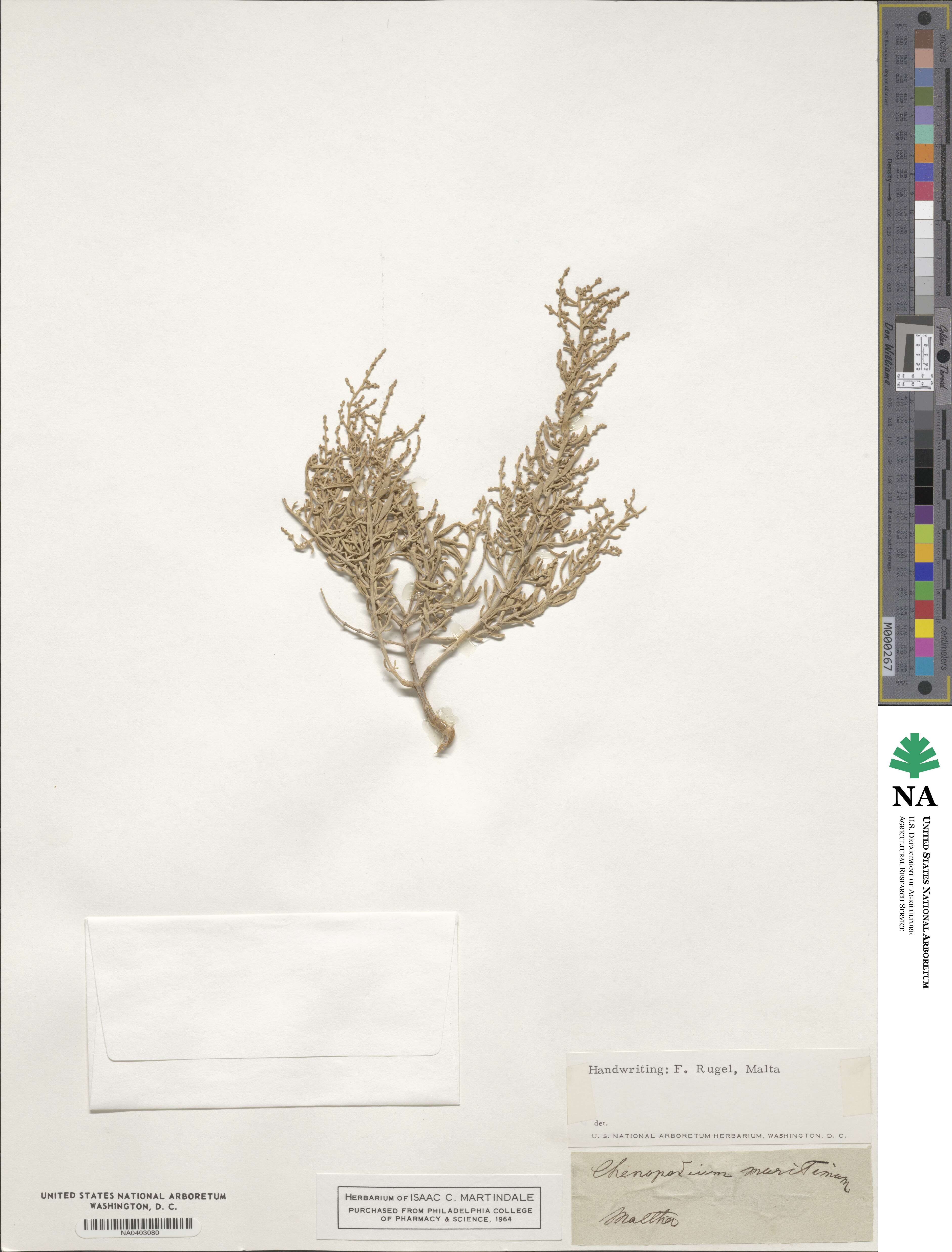 Chenopodium maritimum image