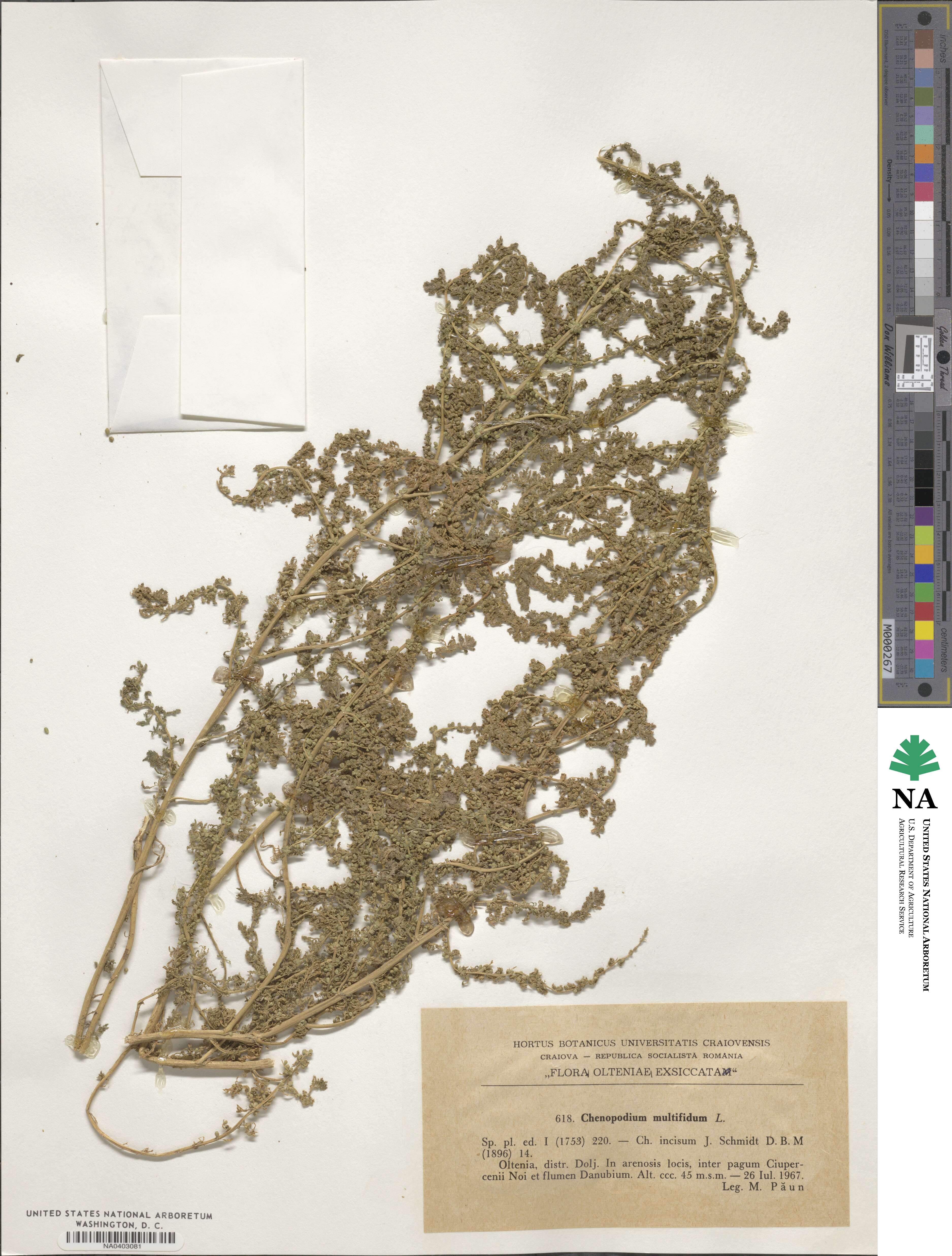 Dysphania multifida image