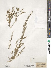 Lipandra polysperma image