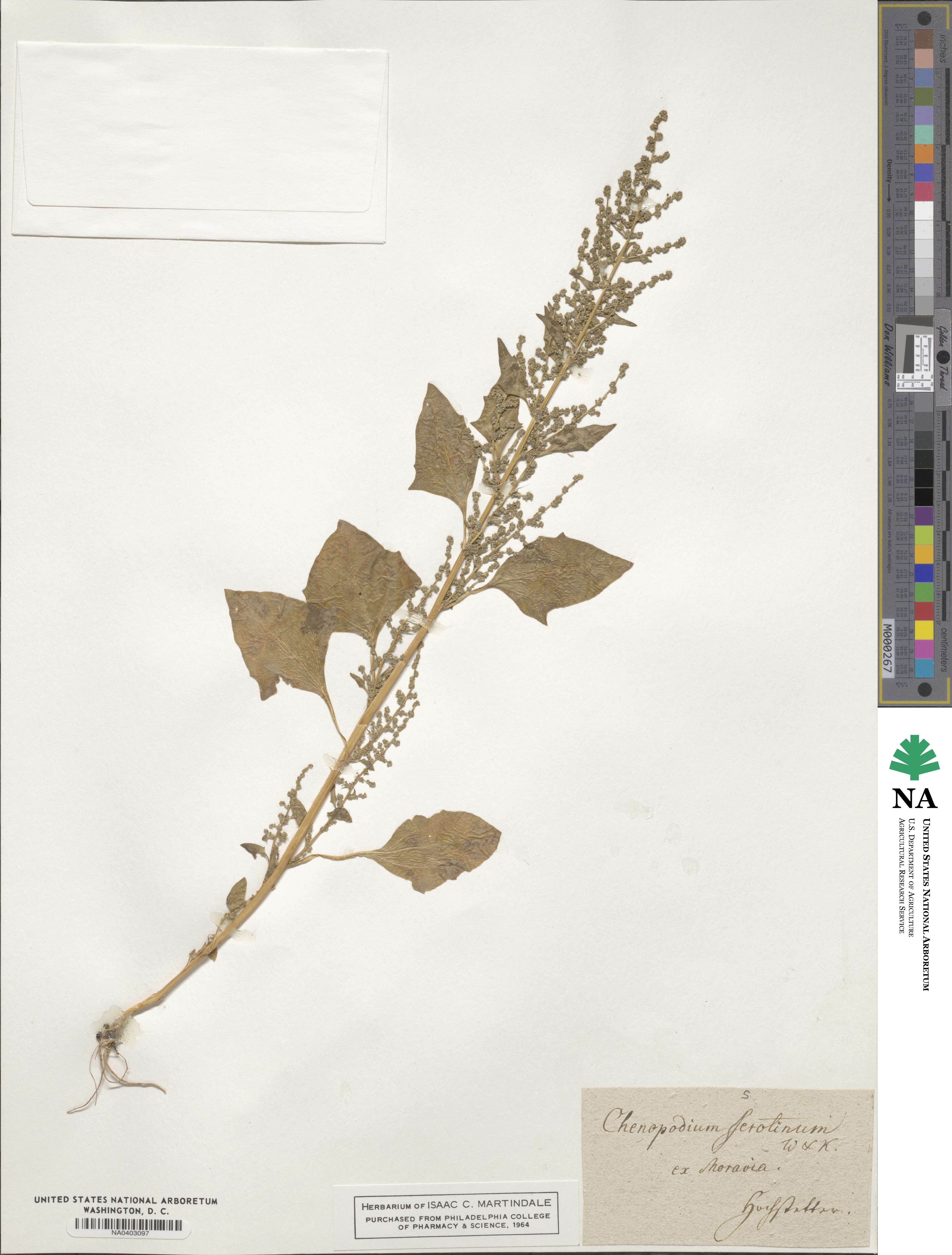 Chenopodium album subsp. album image