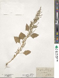 Chenopodium album image