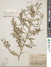 Chenopodium ambrosioides image