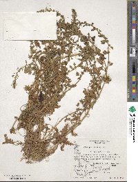 Oxybasis antarctica image