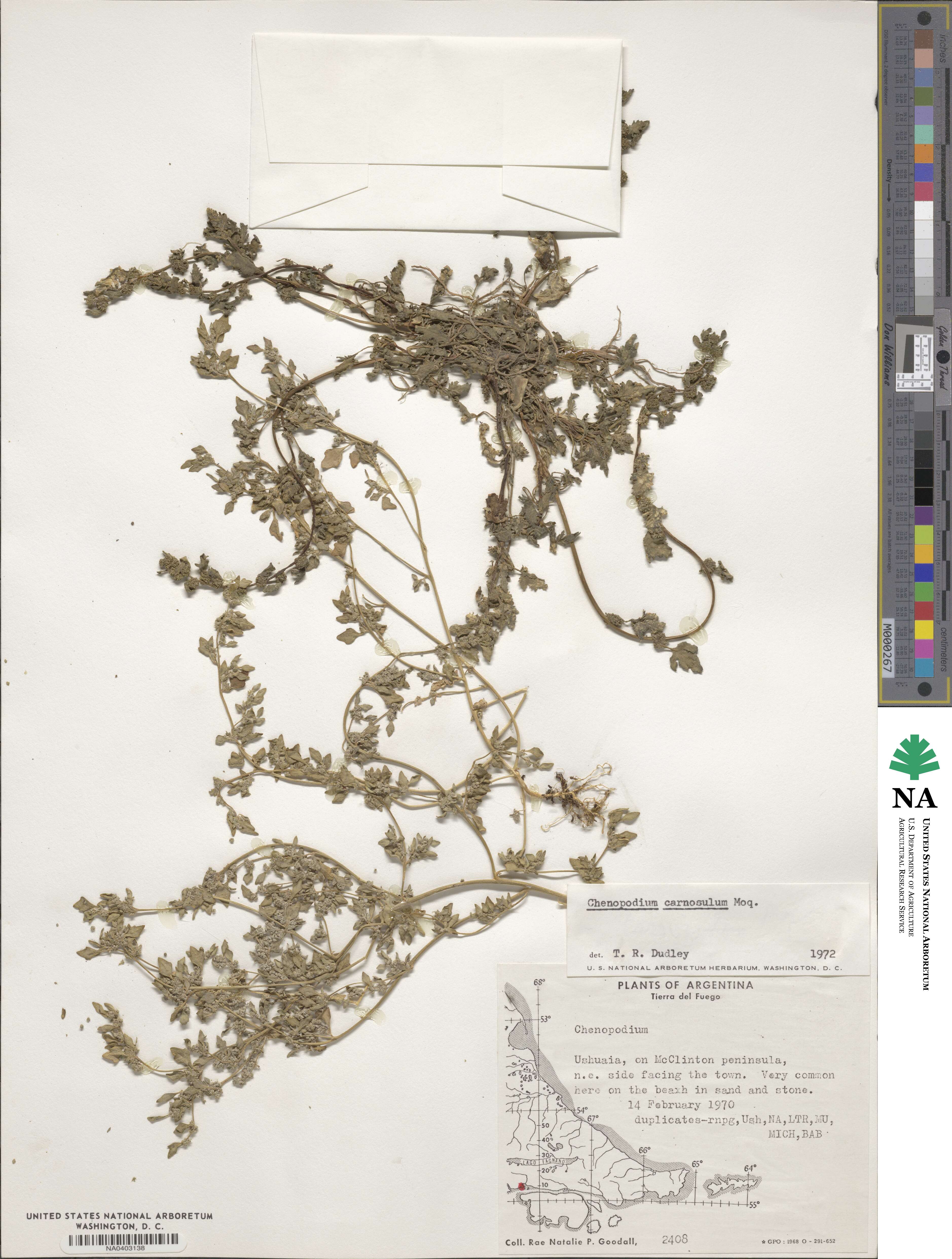 Chenopodium carnosulum image