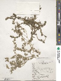 Chenopodium carnosulum image