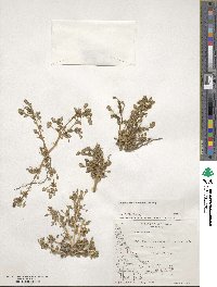 Chenopodium carnosulum image